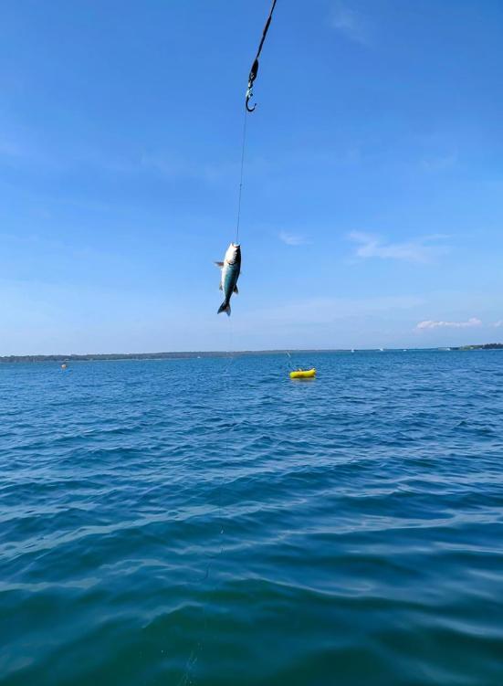 Sea fishing